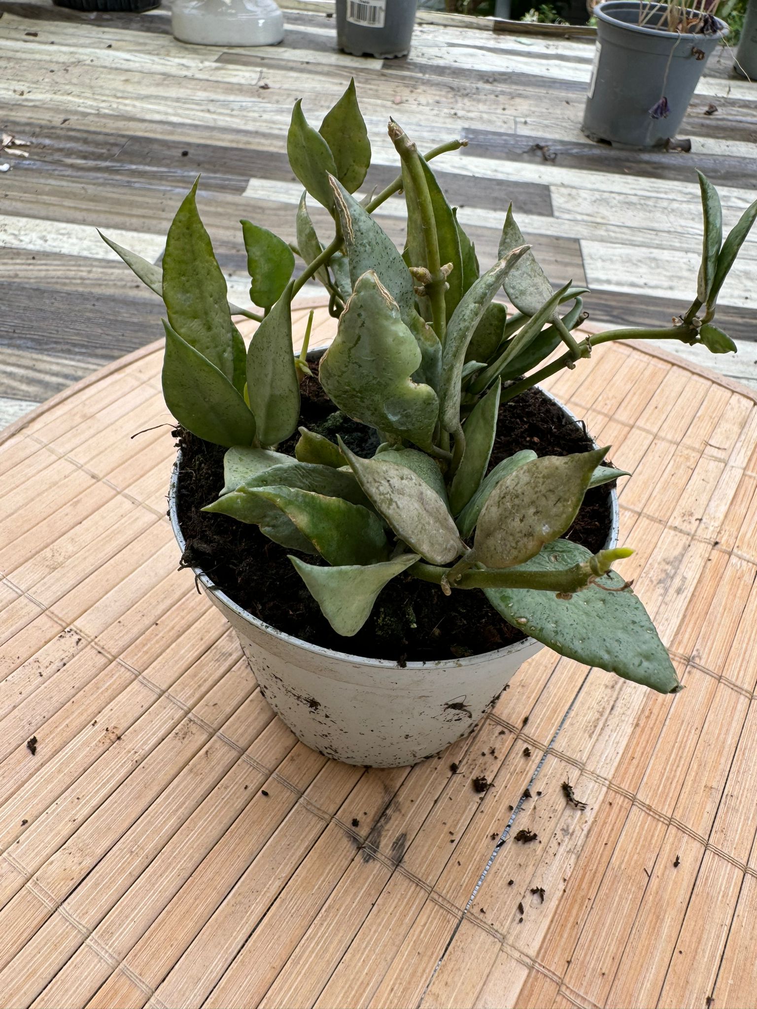 HOYA LACUNOSA MINT FOTO REALI VASO 10 CM FIORE DI CERA PIANTA GRASSA