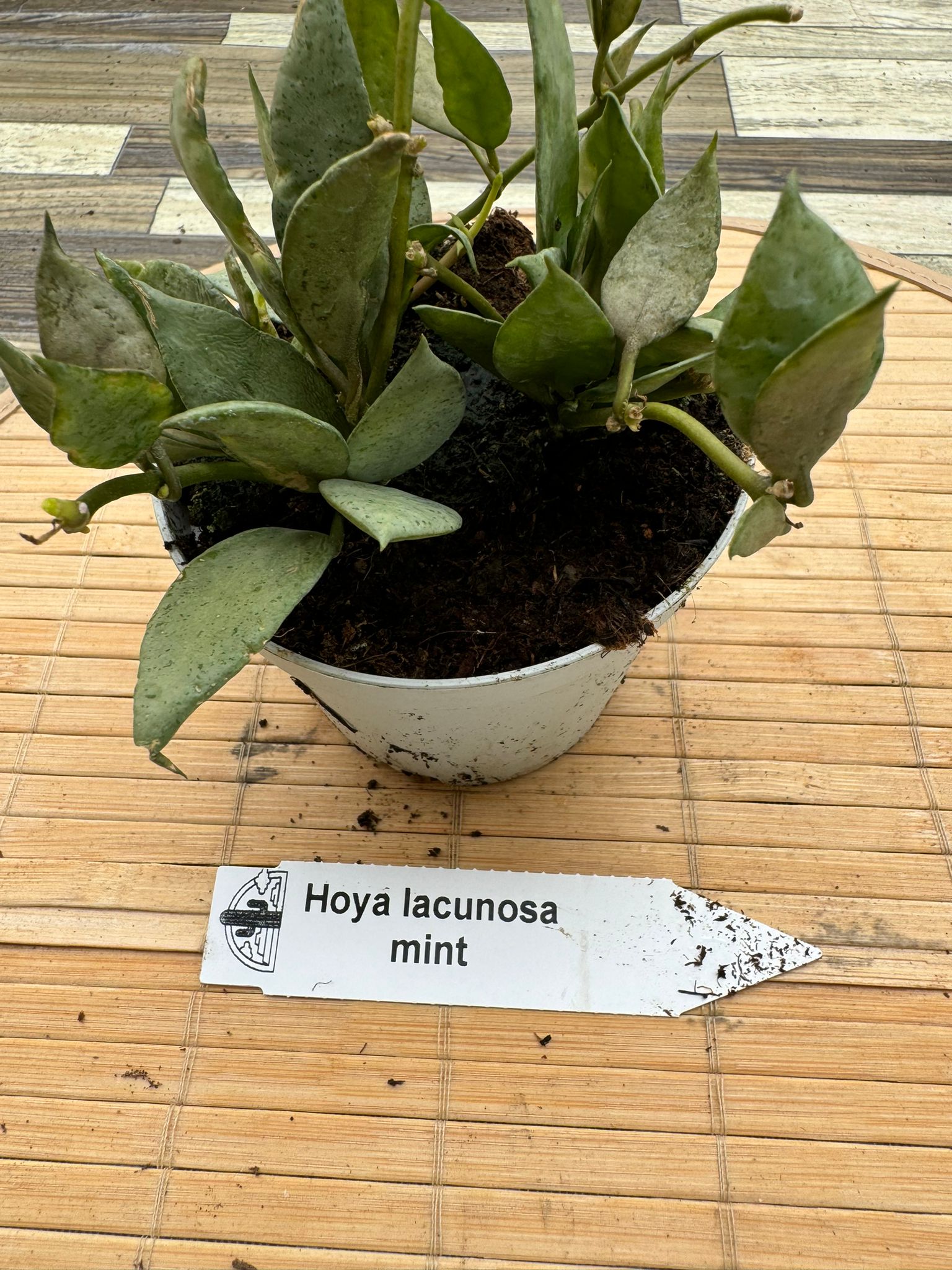 HOYA LACUNOSA MINT FOTO REALI VASO 10 CM FIORE DI CERA PIANTA GRASSA