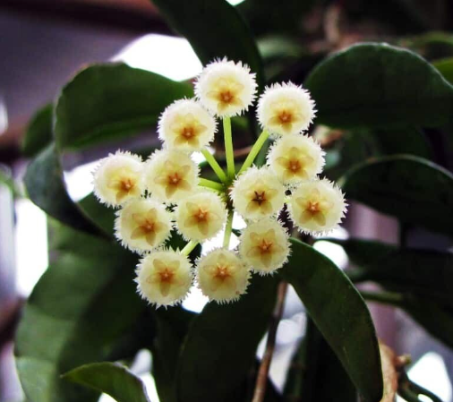 HOYA LACUNOSA MINT FOTO REALI VASO 10 CM FIORE DI CERA PIANTA GRASSA