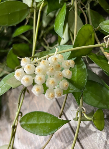 HOYA LACUNOSA MINT FOTO REALI VASO 10 CM FIORE DI CERA PIANTA GRASSA