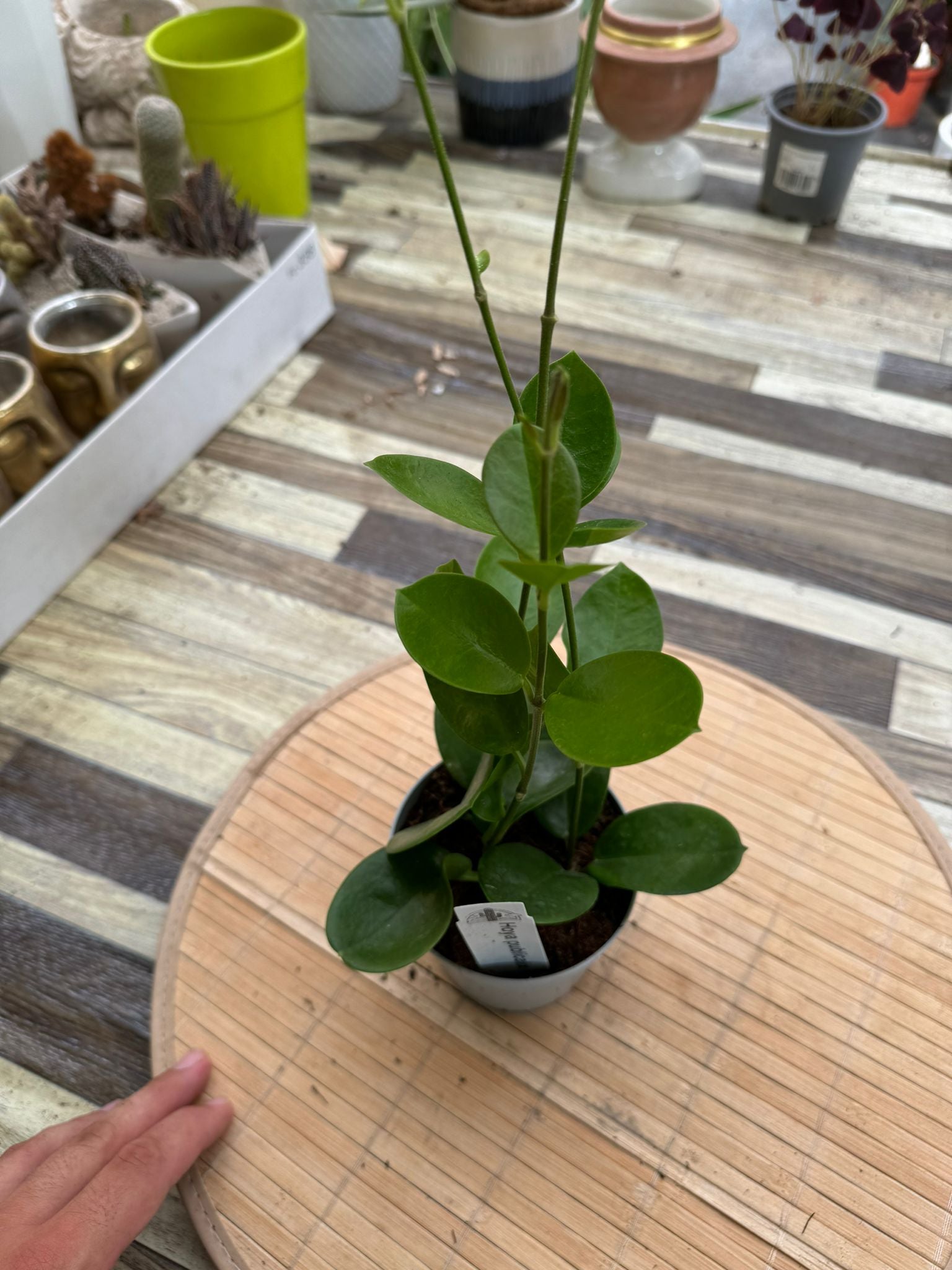 Hoya australis vaso 10cm foto reali Fiore di cera pianta grassa 