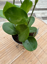 Hoya australis vaso 10cm foto reali Fiore di cera pianta grassa 