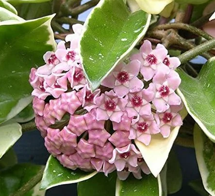 Hoya australis vaso 10cm foto reali Fiore di cera pianta grassa 