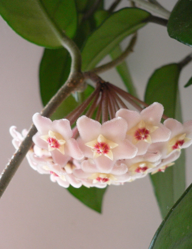 Hoya australis vaso 10cm foto reali Fiore di cera pianta grassa 