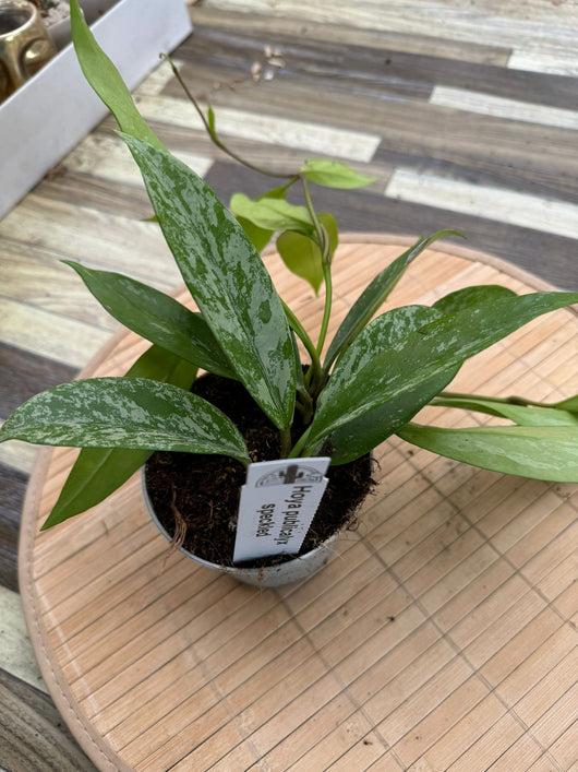Hoya pubicalyx silver pink
