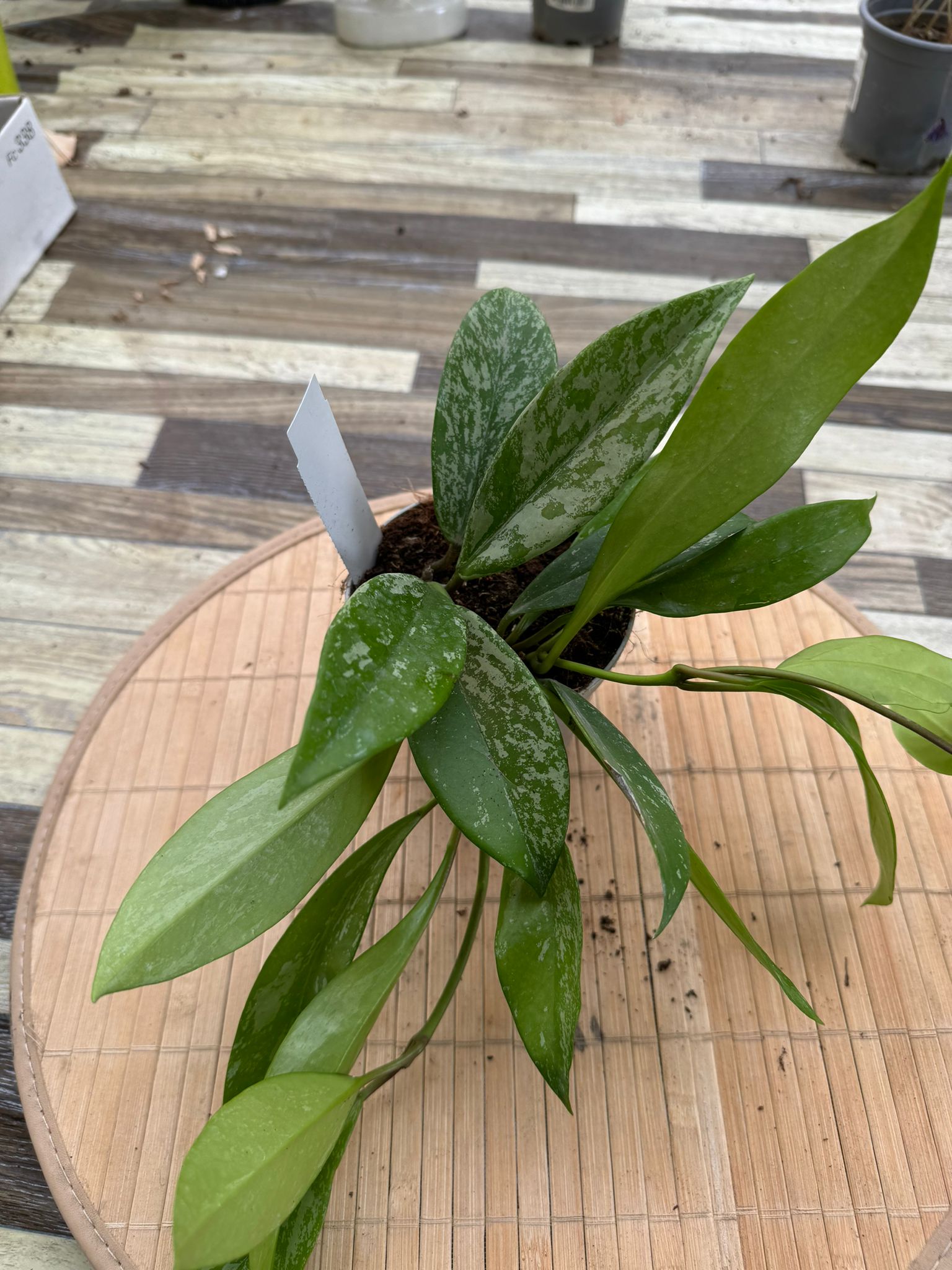 Hoya pubicalyx silver pink