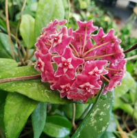 Hoya pubicalyx silver pink