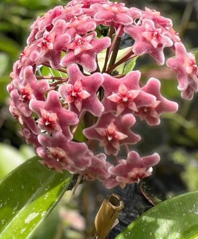 Hoya pubicalyx silver pink