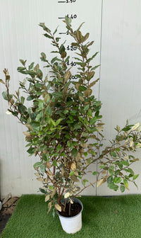 Eleagnus Ebbingei vaso 18cm H 140cm