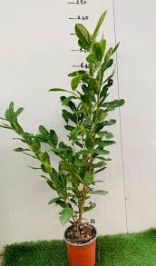 Lauro Lauroceraso (Prunus Laurocerasus) vaso 18cm H 120CM