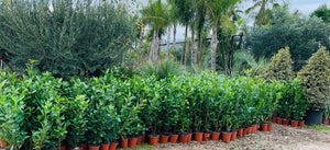 Lauro Lauroceraso (Prunus Laurocerasus) vaso 18cm H 120CM