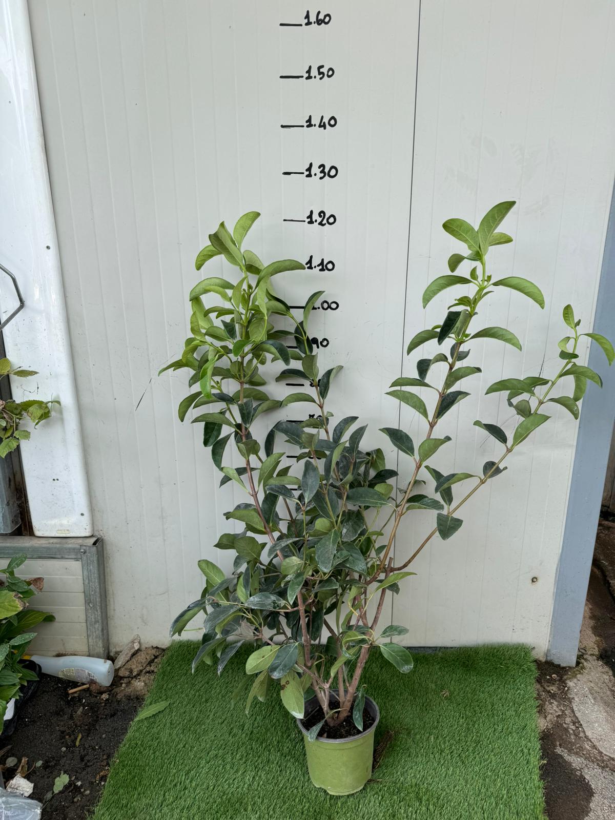 50 PIANTE VIBURNO LUCIDO (VIBURNUM LUCIDUM) vaso H 100CM  piante per siepi
