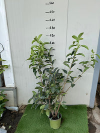 50 PIANTE VIBURNO LUCIDO (VIBURNUM LUCIDUM) vaso H 100CM  piante per siepi