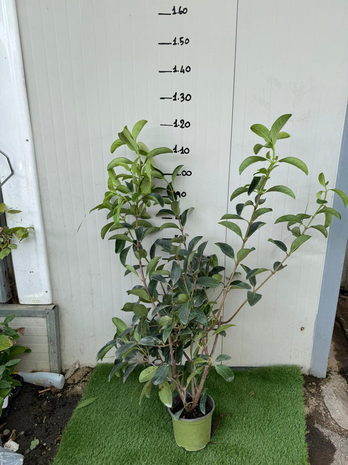 50 PIANTE VIBURNO LUCIDO (VIBURNUM LUCIDUM) vaso H 100CM  piante per siepi