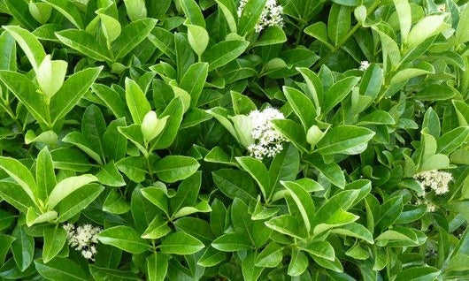 50 PIANTE VIBURNO LUCIDO (VIBURNUM LUCIDUM) vaso H 100CM  piante per siepi