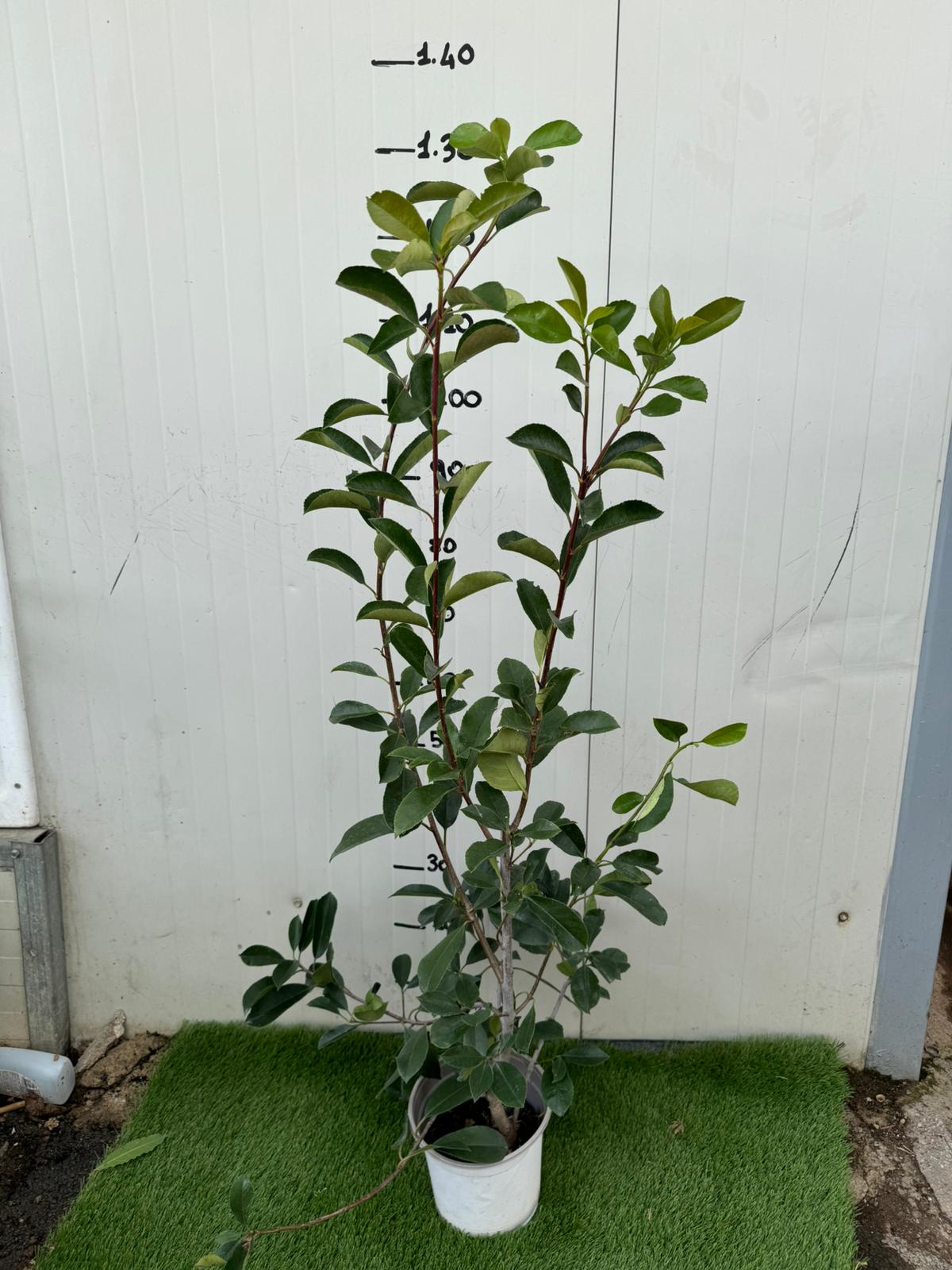 50 PIANTE DI PHOTINIA RED ROBIN H 100cm foto reali piante da siepe