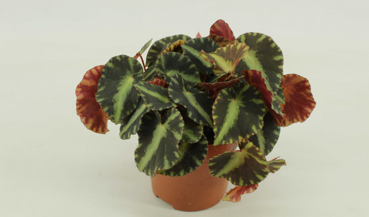 BEGONIA FOLLIAGE CLEOPATRA FOTO REALI VASO 12CM