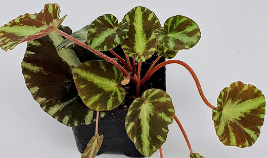 BEGONIA FOLLIAGE CLEOPATRA FOTO REALI VASO 12CM
