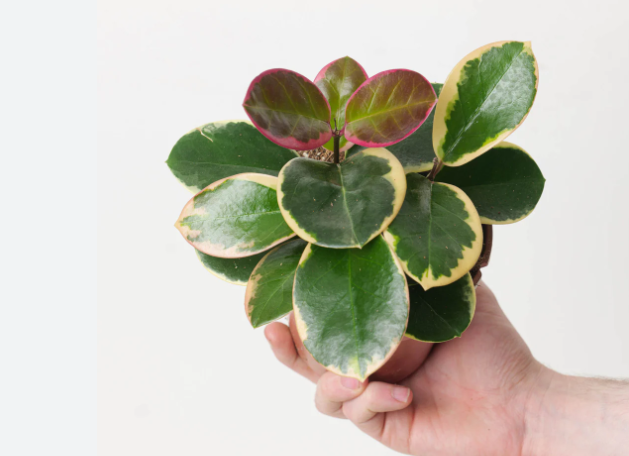 HOYA AUSTRALIS BLONDIE TOEF
