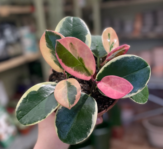 HOYA AUSTRALIS BLONDIE TOEF