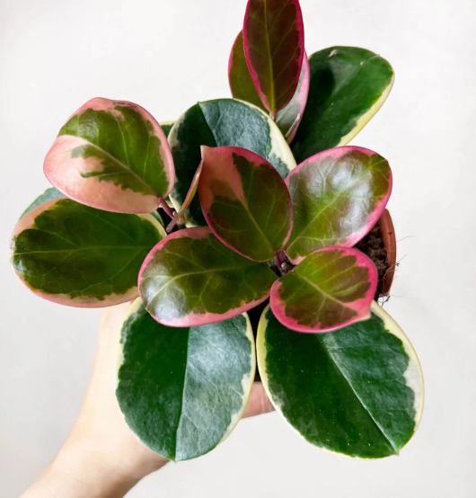 HOYA AUSTRALIS BLONDIE TOEF