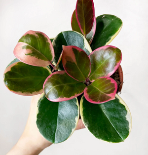 HOYA AUSTRALIS BLONDIE TOEF