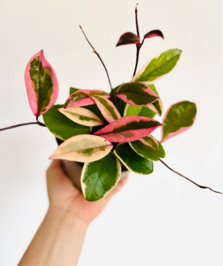 HOYA FLAMINGO DREAM FIORE DI CERA VASO 12