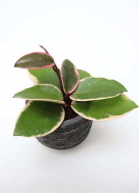 HOYA FLAMINGO DREAM FIORE DI CERA VASO 12