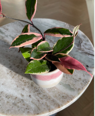 HOYA FLAMINGO DREAM FIORE DI CERA VASO 12
