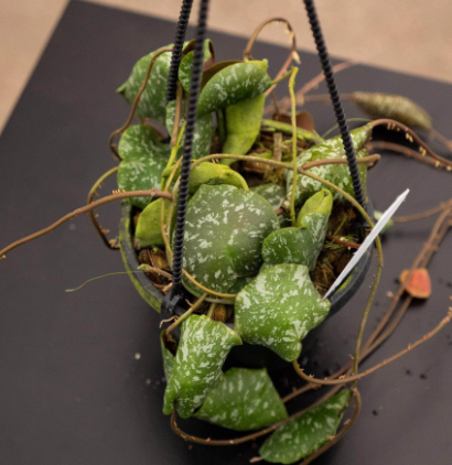 HOYA  IMBRICATA FIORE DI CERA  VASO 15