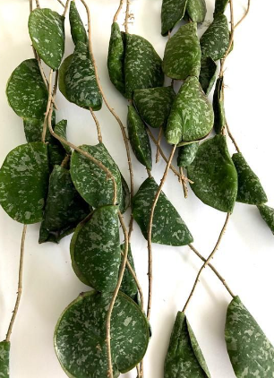 HOYA  IMBRICATA FIORE DI CERA  VASO 15
