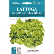 Lattuga Bionda a foglia riccia Gran Raccolto