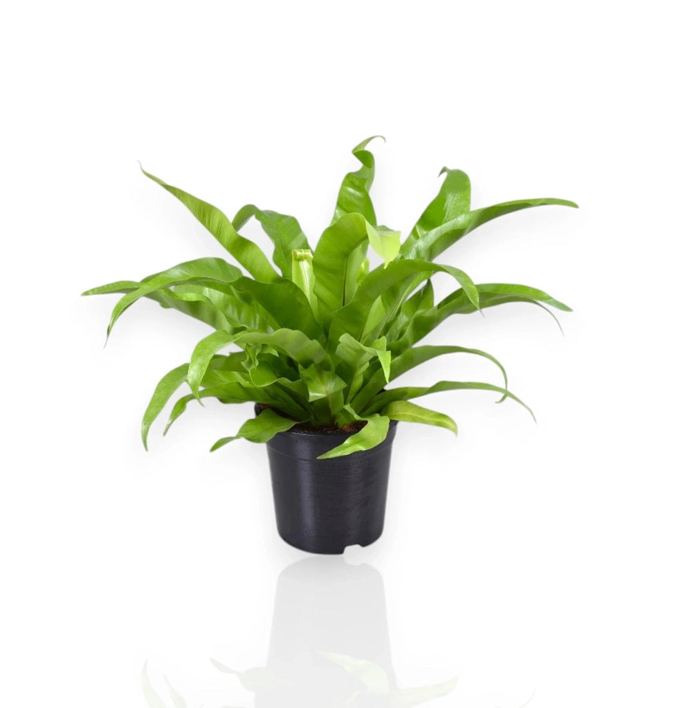 Gardenaria Asplenium antiquum - Pianta da interno ornamentale Altezza: 25 cm (vaso 12)
