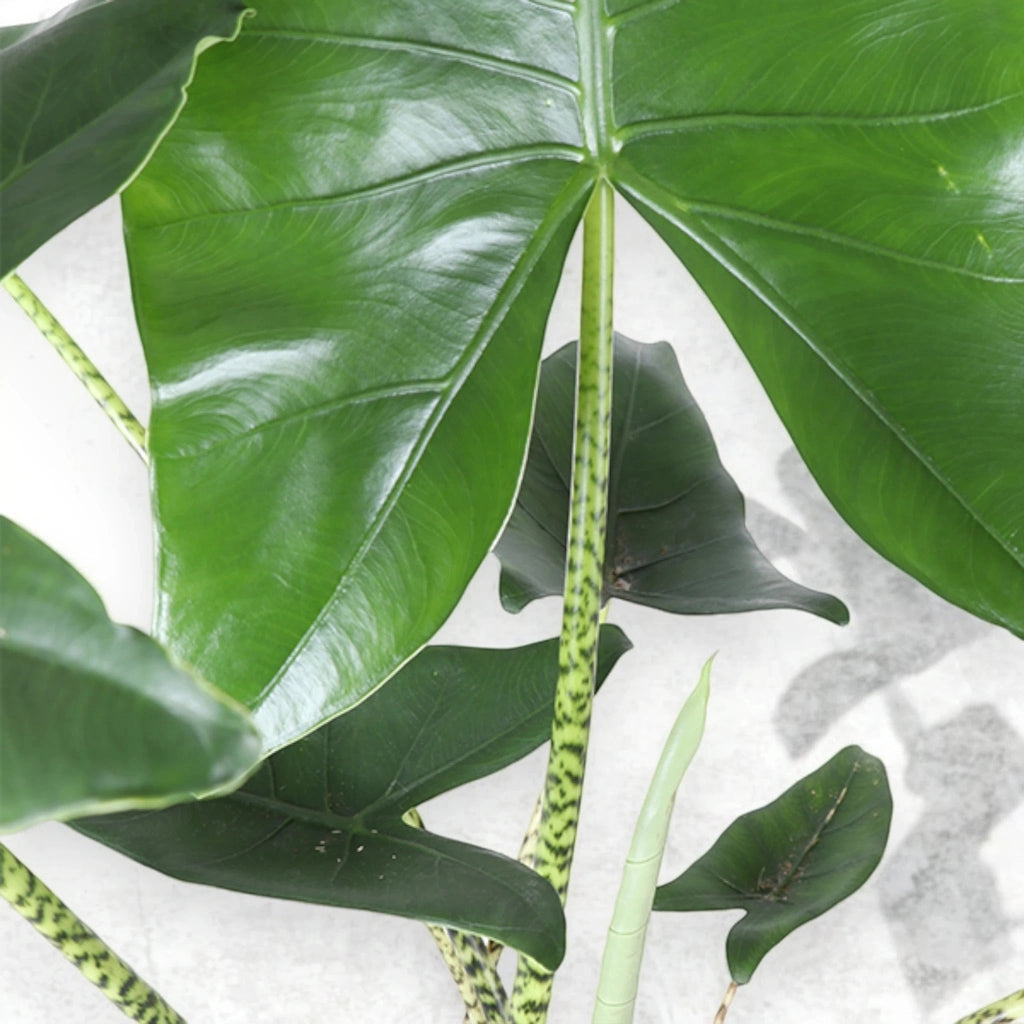 Gardenaria Alocasia zebrina - Pianta da interno ornamentale Altezza: 60 cm (vaso 17)