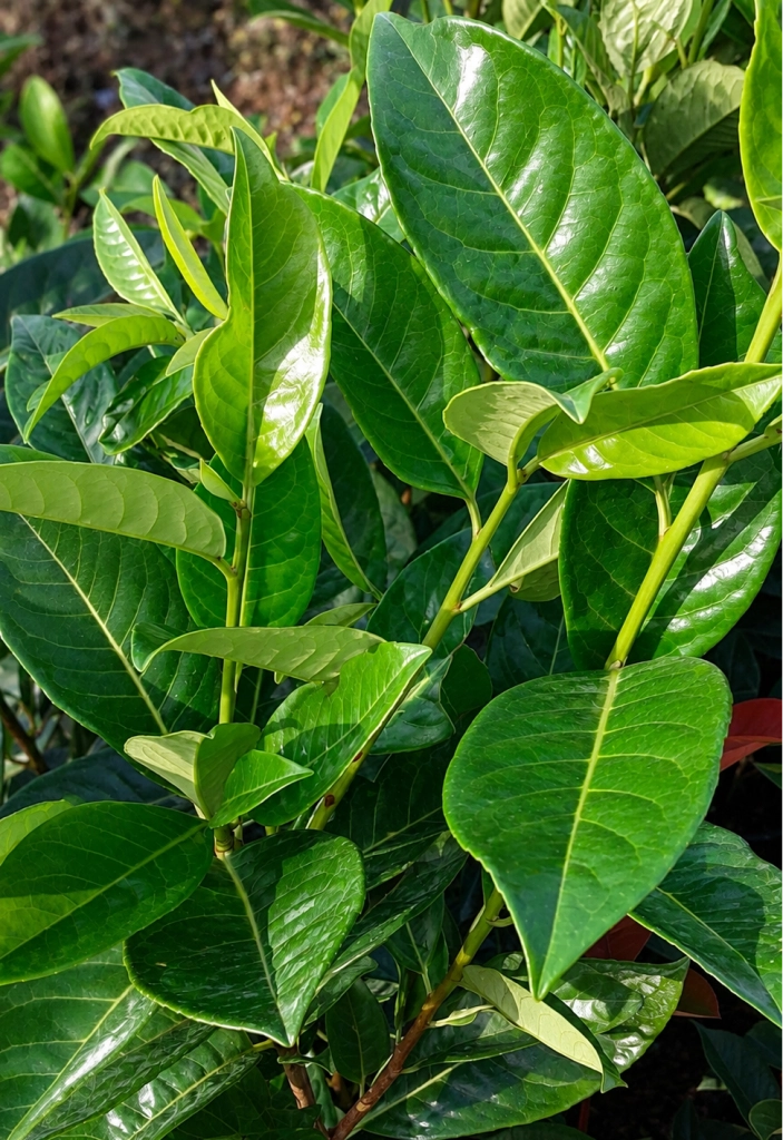 Gardenaria Prunus Laurocerasus 'Novita' - Arbusto ornamentale da giardino Altezza: 100/120cm (vaso24)
