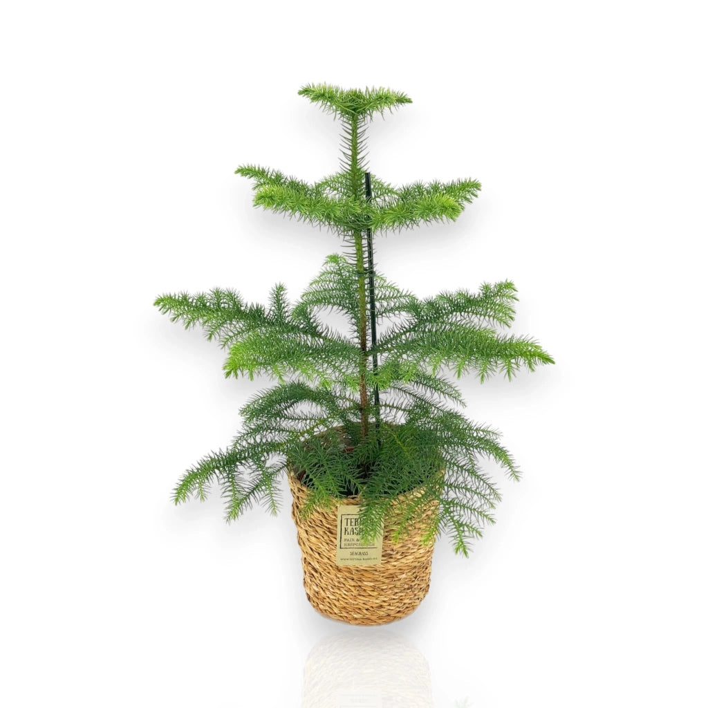 Gardenaria Araucaria - Pianta da interno ornamentale Altezza: 100 cm (vaso 21)