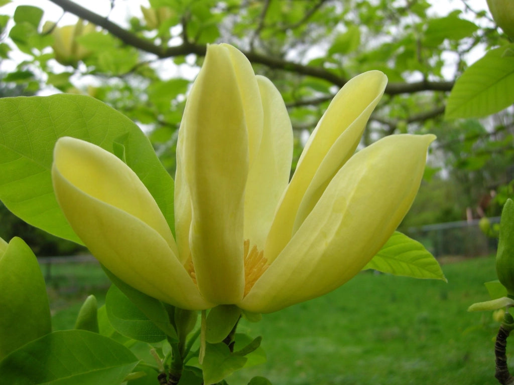 Pianta di Magnolia x brookynensis “Yellow Bird” fiore giallo