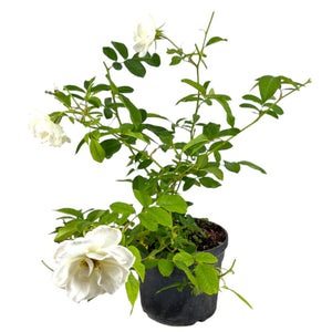 Pianta ROSA BREVETTATA NEVE DELL'ETNA bianca vera vaso19 FOTO REALE