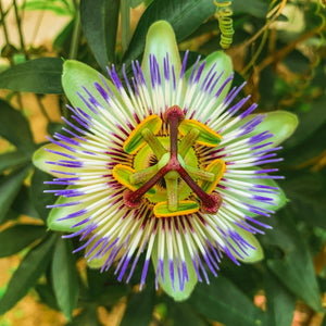 Passiflora Caerulea in vaso 18 cm