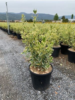 Euonymus japonicus bravo vaso 24cm foto reali