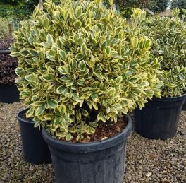 Euonymus japonicus bravo vaso 24cm foto reali