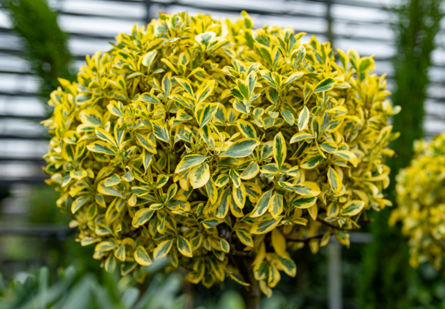 Euonymus japonicus bravo vaso 24cm foto reali