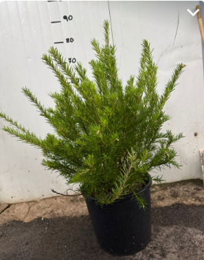 Grevillea juniperina vaso 24cm foto reali