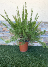 Grevillea juniperina vaso 24cm foto reali