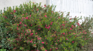 Grevillea juniperina vaso 24cm foto reali