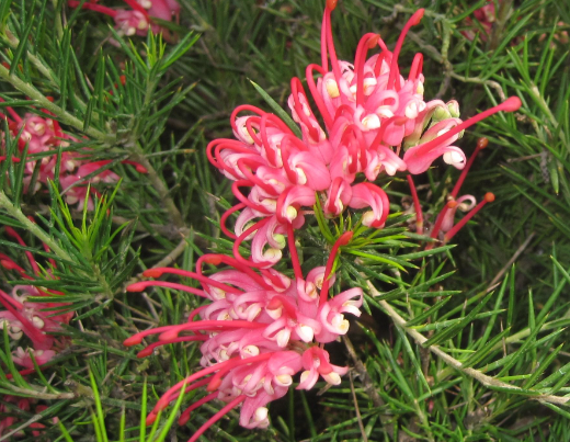 Grevillea juniperina vaso 24cm foto reali