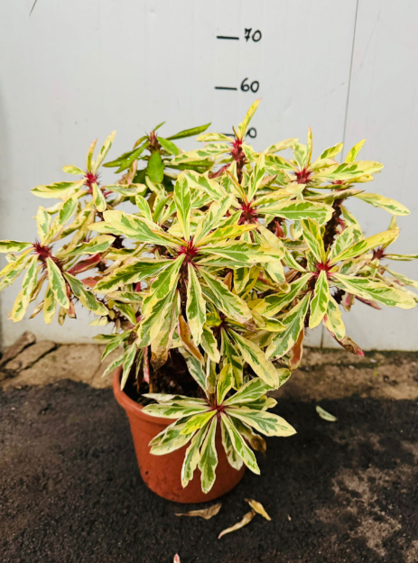 Euphorbia milii variegata  spina di cristo variegata vaso 24 foto reali