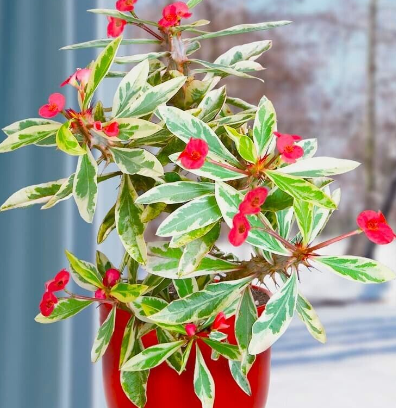 Euphorbia milii variegata  spina di cristo variegata vaso 24 foto reali