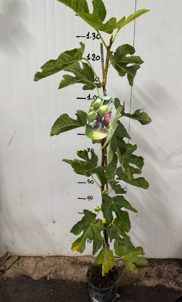 Pianta di fico a striscio fico variegato fico panachè foto reali H 60cm foto reali