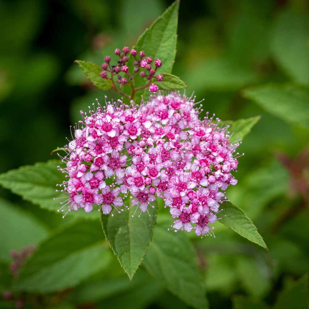 Pianta di SPIREA BUMALDA rosa giapponese IN VASO 16/18 CM FOTO REALE